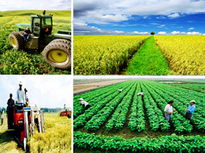 Vietnam eleva calidad de planificación campestre